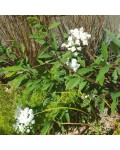 Spiraea Cantoniensis Lanceata